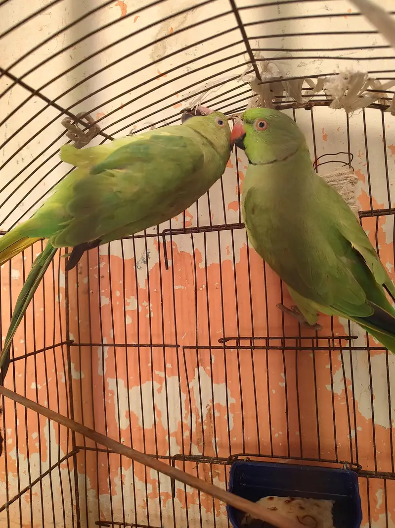 green ringneck parrot pair — photo 3