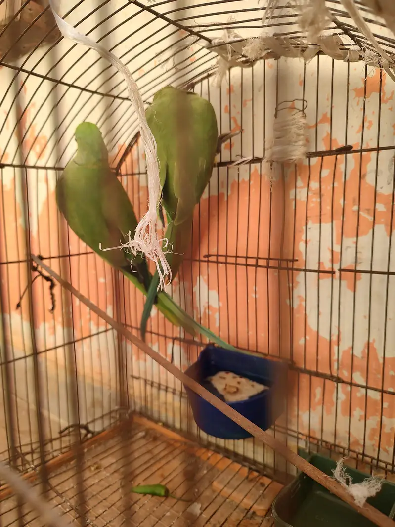 green ringneck parrot pair — photo 4