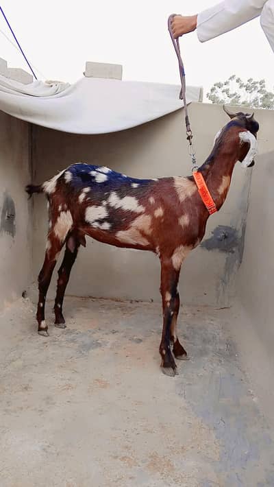 Bisser Female For Sell: