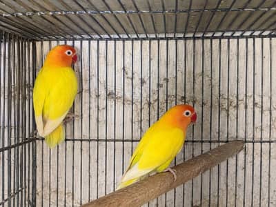 Albino or Lotino lovebird