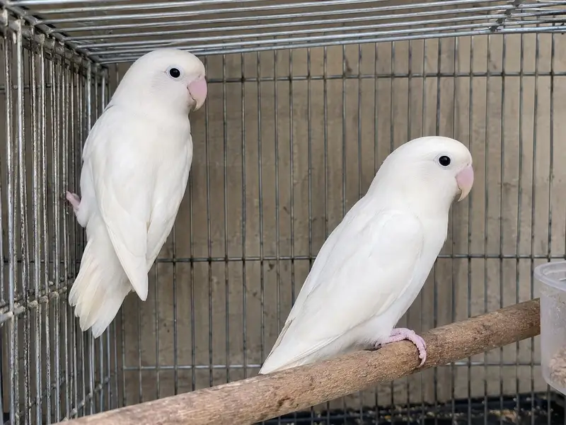Albino or Lotino lovebird — photo 2