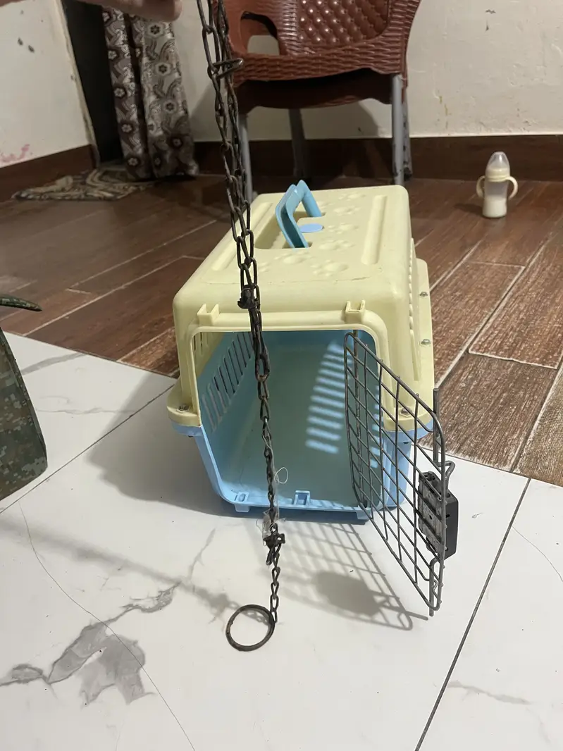 Cat accessories — photo 10