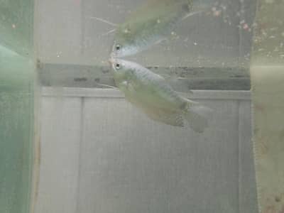 opline goruami