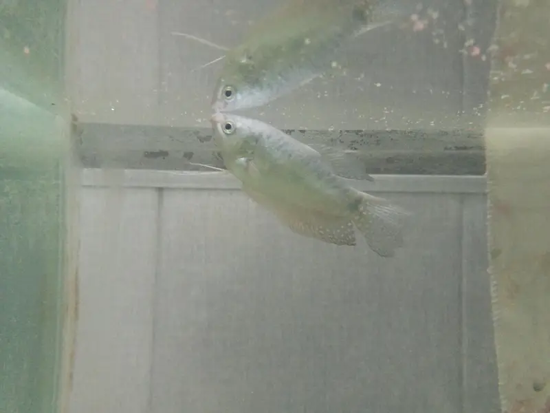 opline goruami