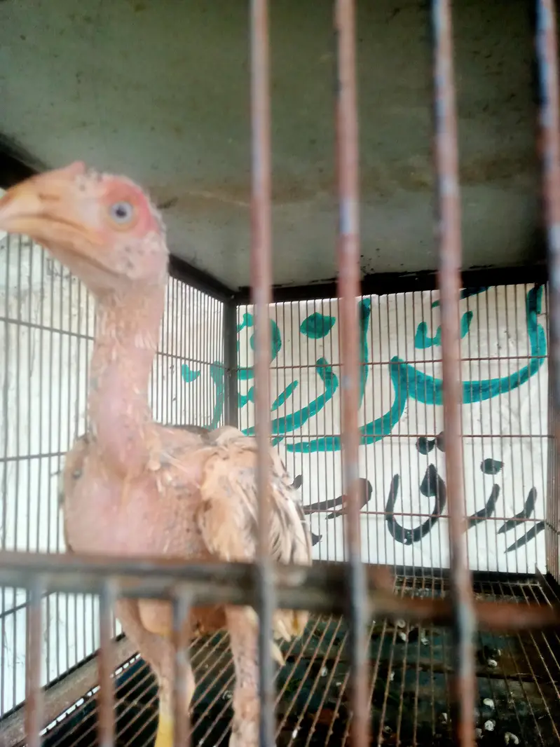 mian form house Heera 10 & mianwal 8 & sunssex 6 — photo 6