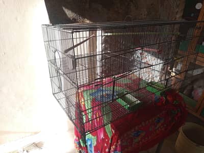 Bird Cage