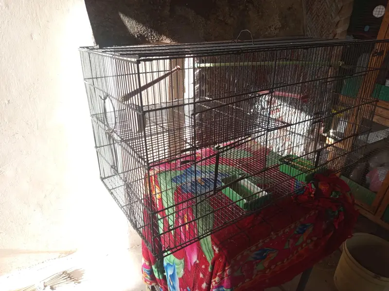 Bird Cage