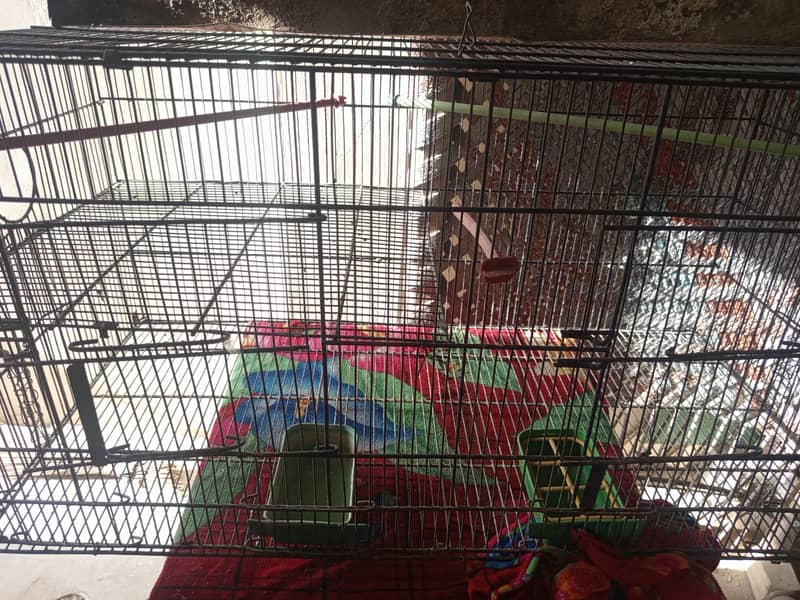 Bird Cage 1