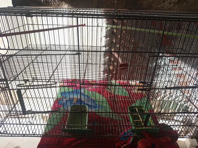 Bird Cage — photo 2