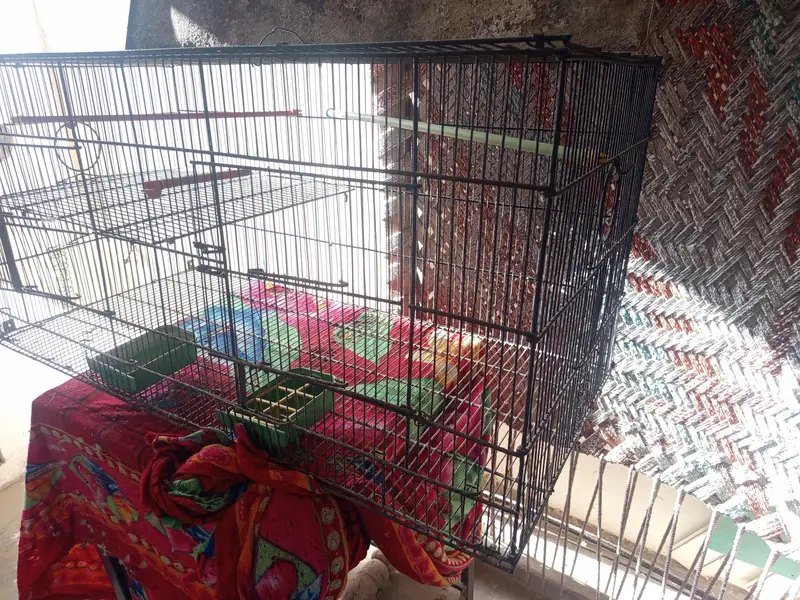 Bird Cage — photo 3
