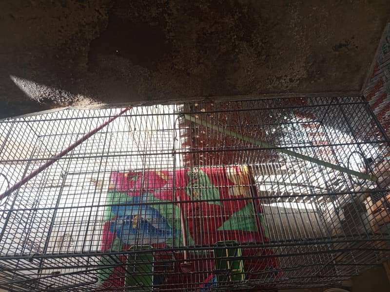 Bird Cage 3