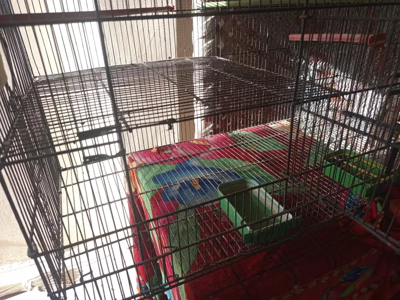 Bird Cage — photo 5