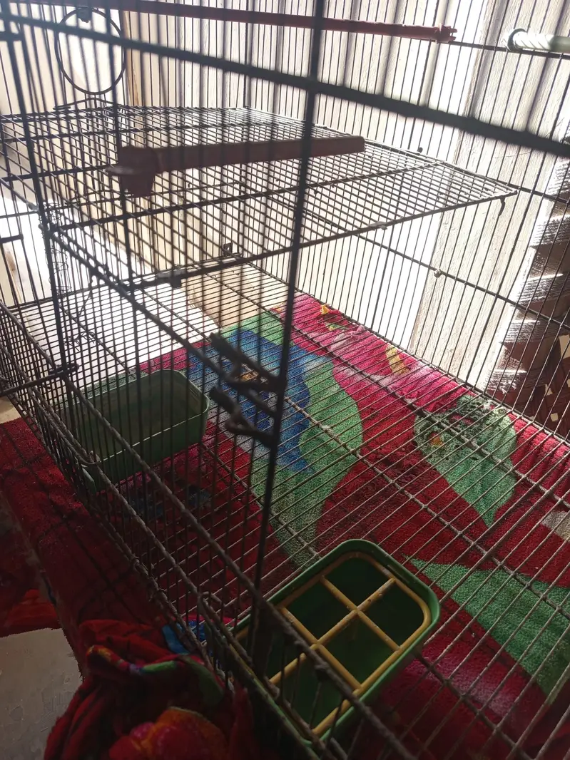 Bird Cage — photo 6