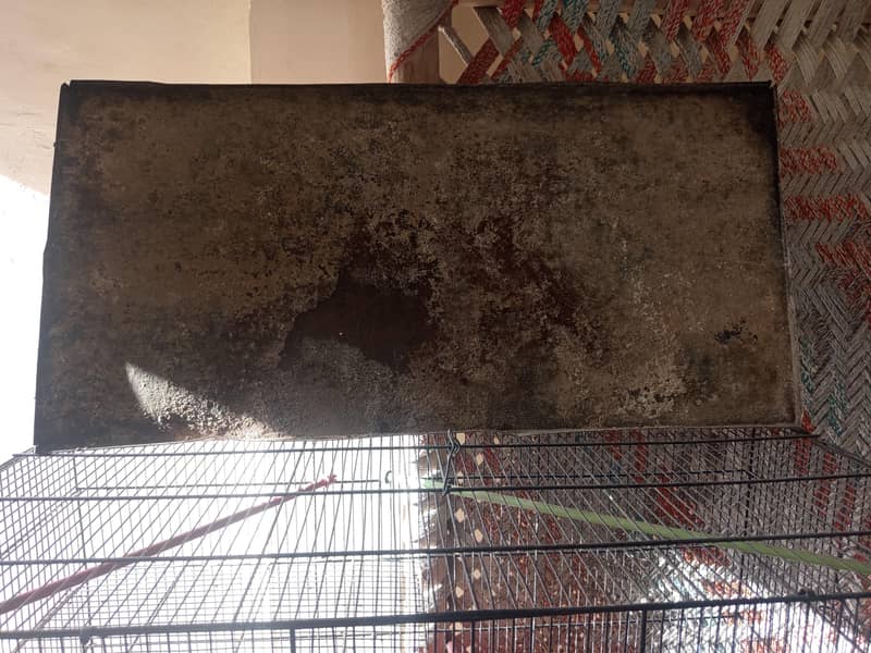 Bird Cage 6