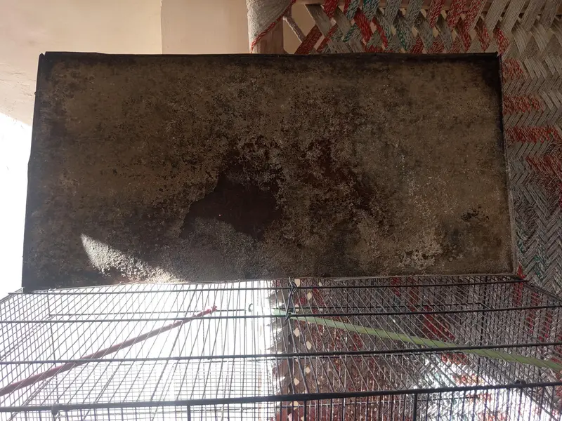 Bird Cage — photo 7