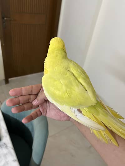 Pallidino/Yellow Ringneck Indian Parrot Red Eyes