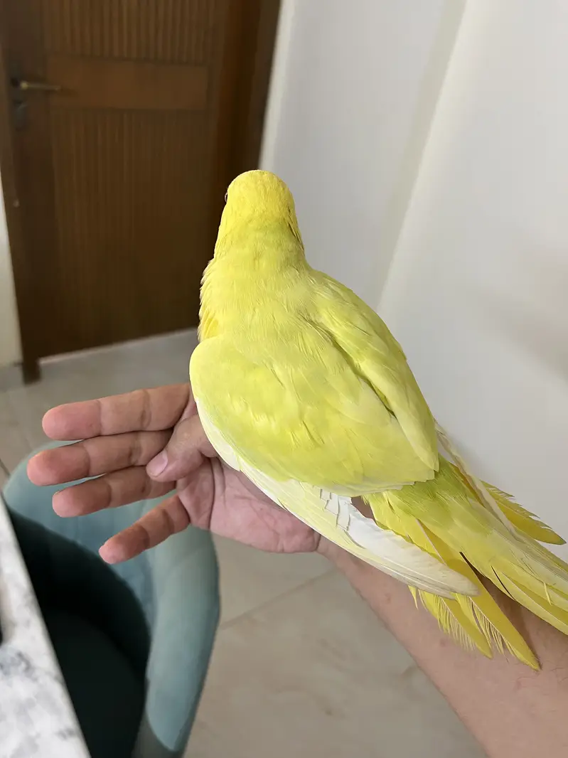 Pallidino/Yellow Ringneck Indian Parrot Red Eyes