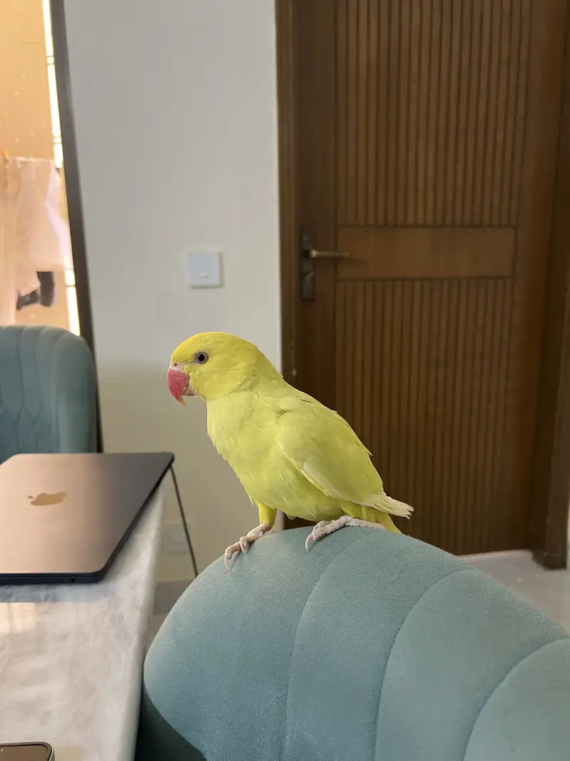 Pallidino/Yellow Ringneck Indian Parrot Red Eyes — photo 3