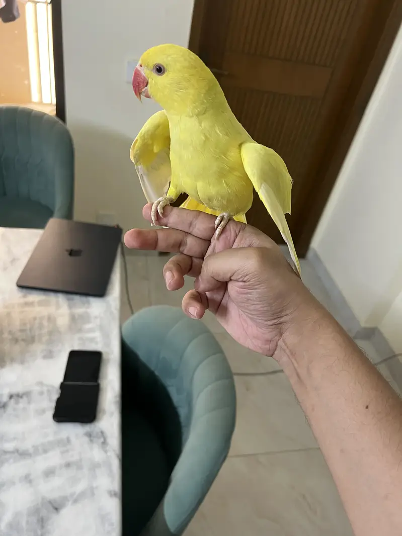 Pallidino/Yellow Ringneck Indian Parrot Red Eyes — photo 5