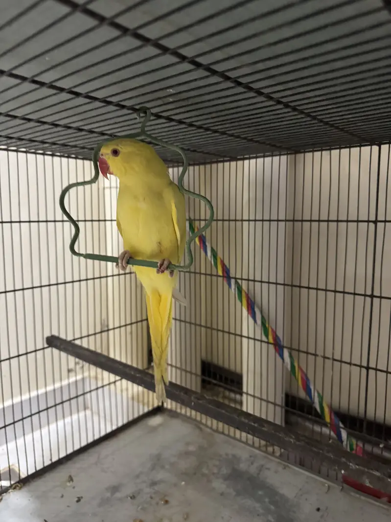 Pallidino/Yellow Ringneck Indian Parrot Red Eyes — photo 9