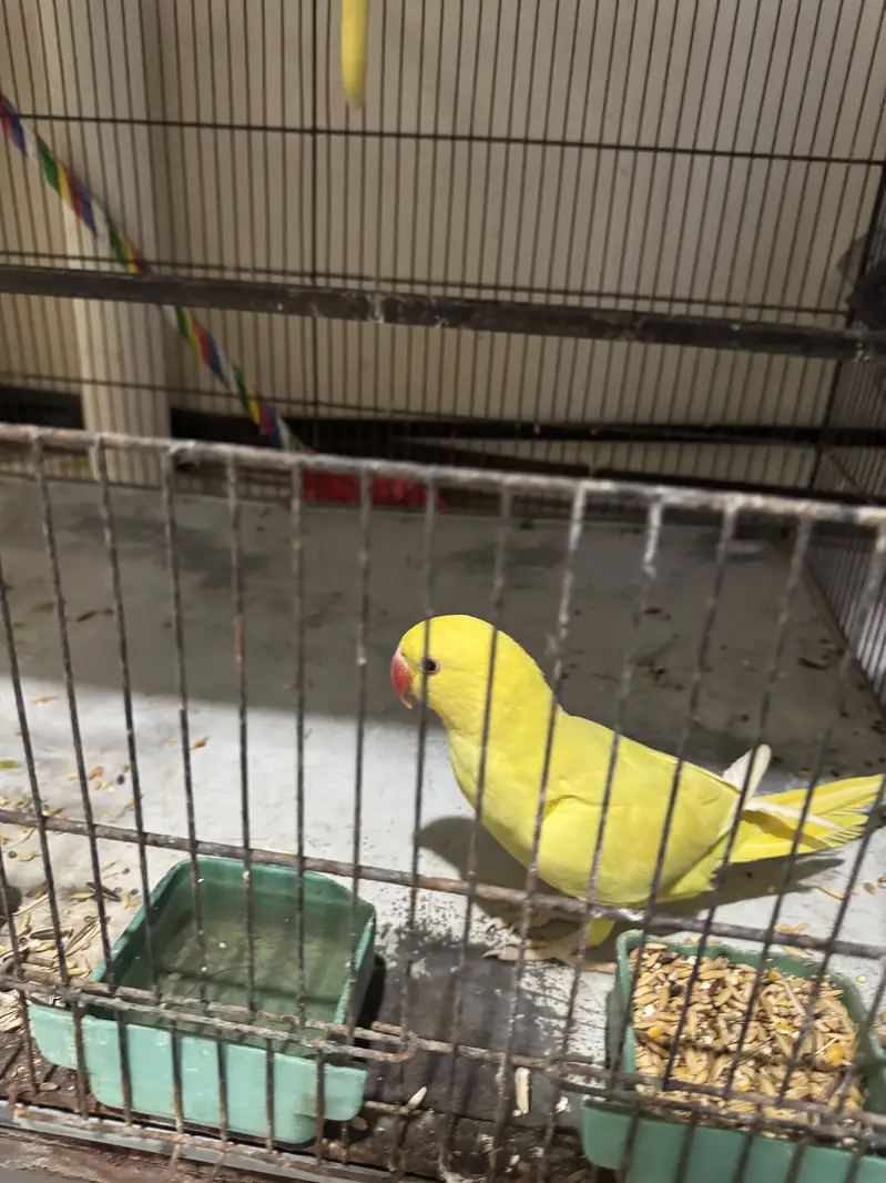 Pallidino/Yellow Ringneck Indian Parrot Red Eyes — photo 10