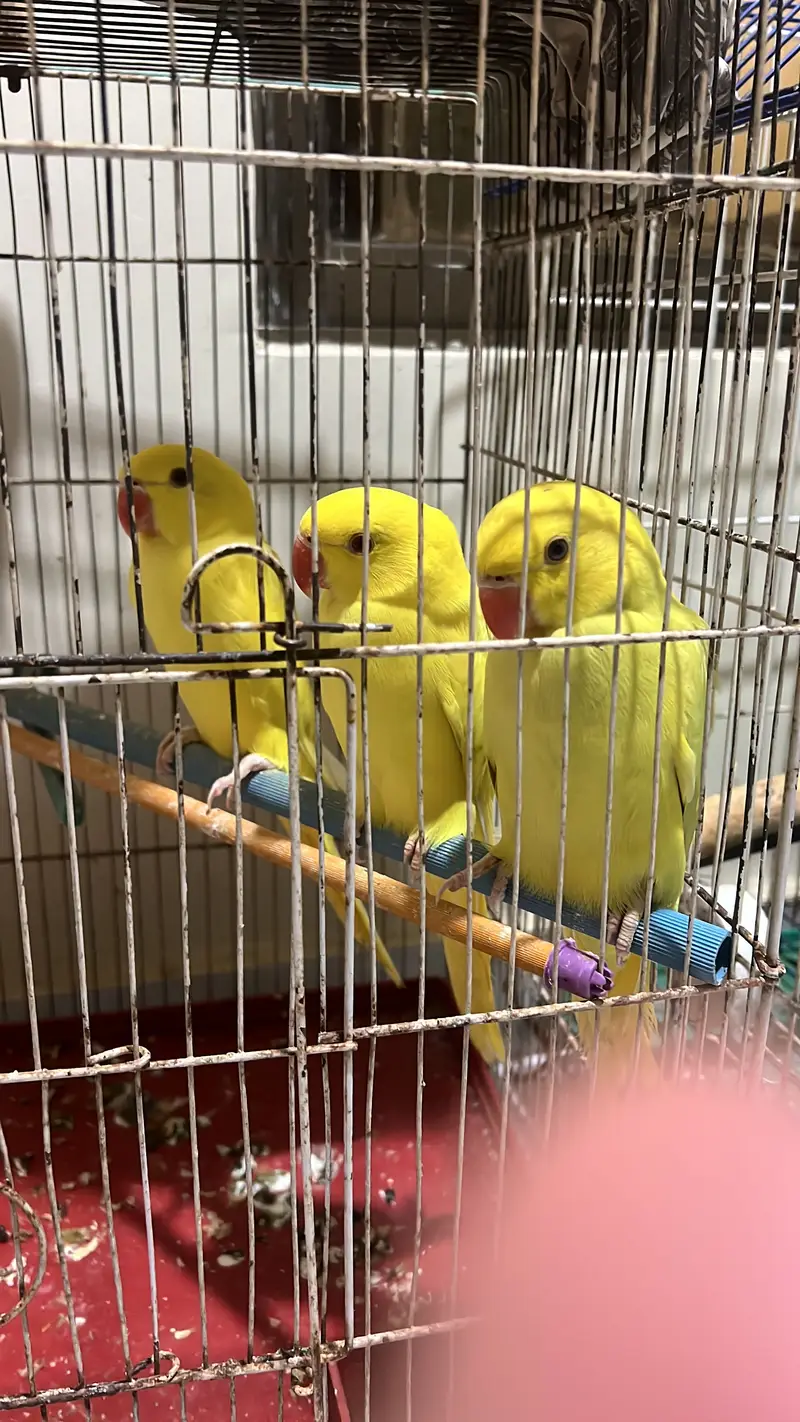 Pallidino/Yellow Ringneck Indian Parrot Red Eyes — photo 11