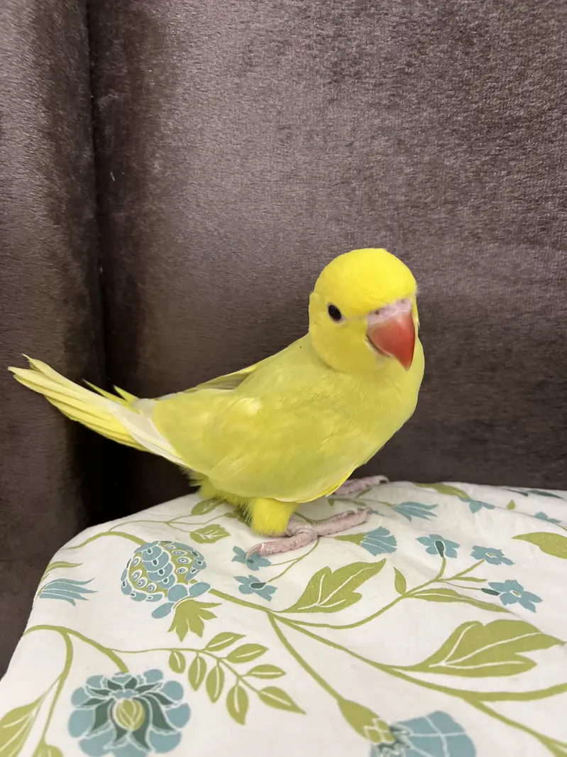 Pallidino/Yellow Ringneck Indian Parrot Red Eyes — photo 12