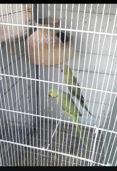 Green ringneck pair breeder WhatsApp 0324 8203246