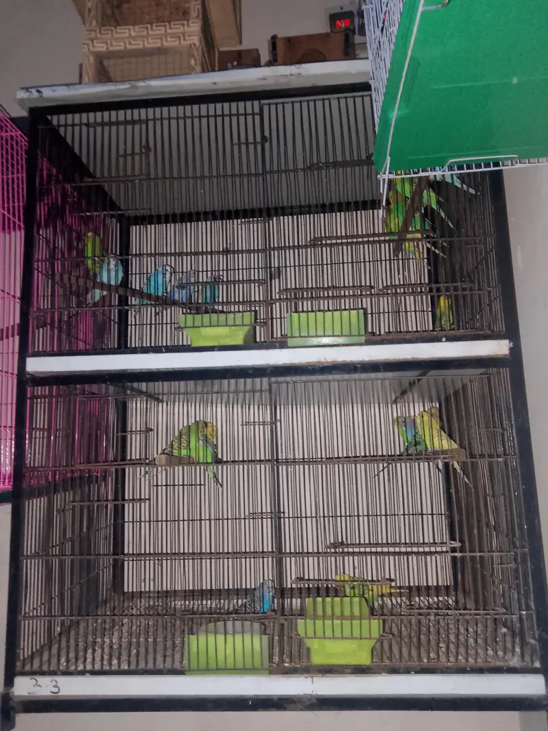 Double portion Wala cage (0320/43/43/502)