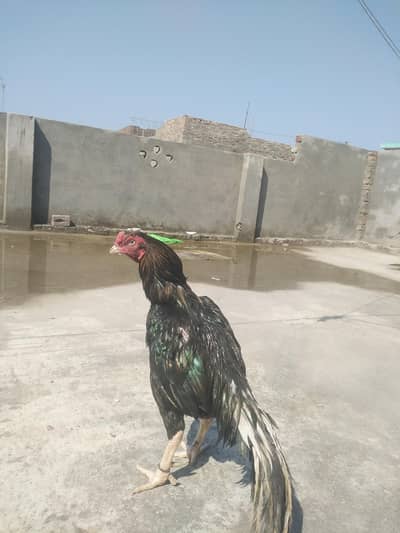 Sawa mushka