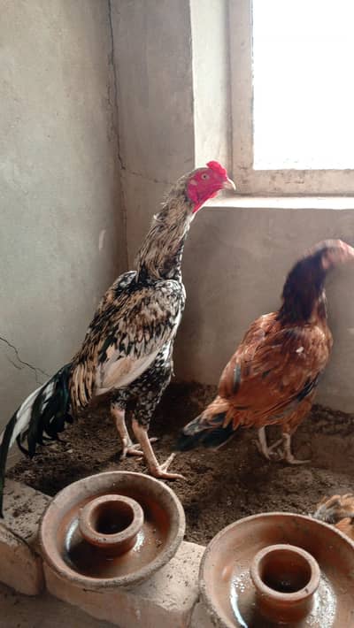 aseel morga and murgi for sale