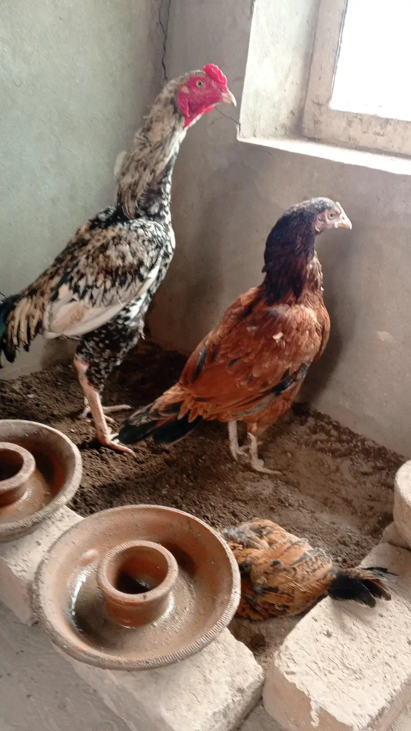 aseel morga and murgi for sale — photo 2
