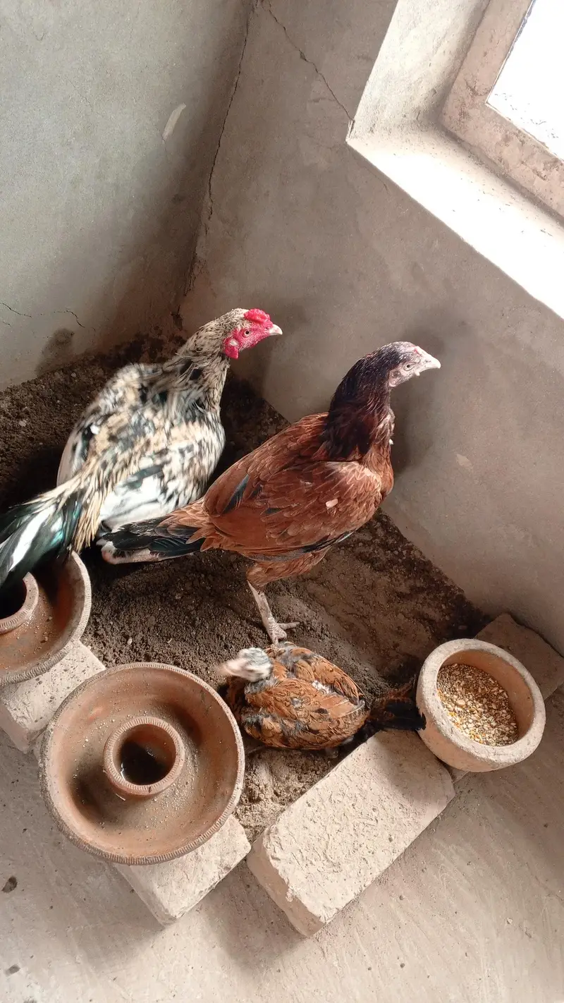 aseel morga and murgi for sale — photo 3