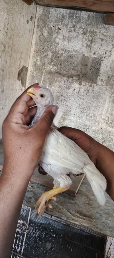 Indian paper white parrot beak chicks long tail white eyes parrot beak