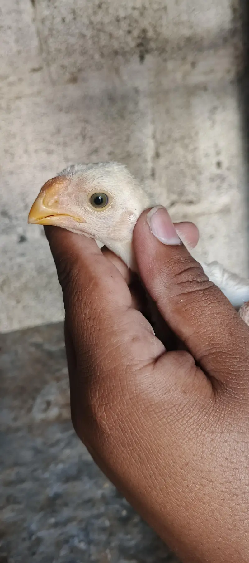 Indian paper white parrot beak chicks long tail white eyes parrot beak — photo 2