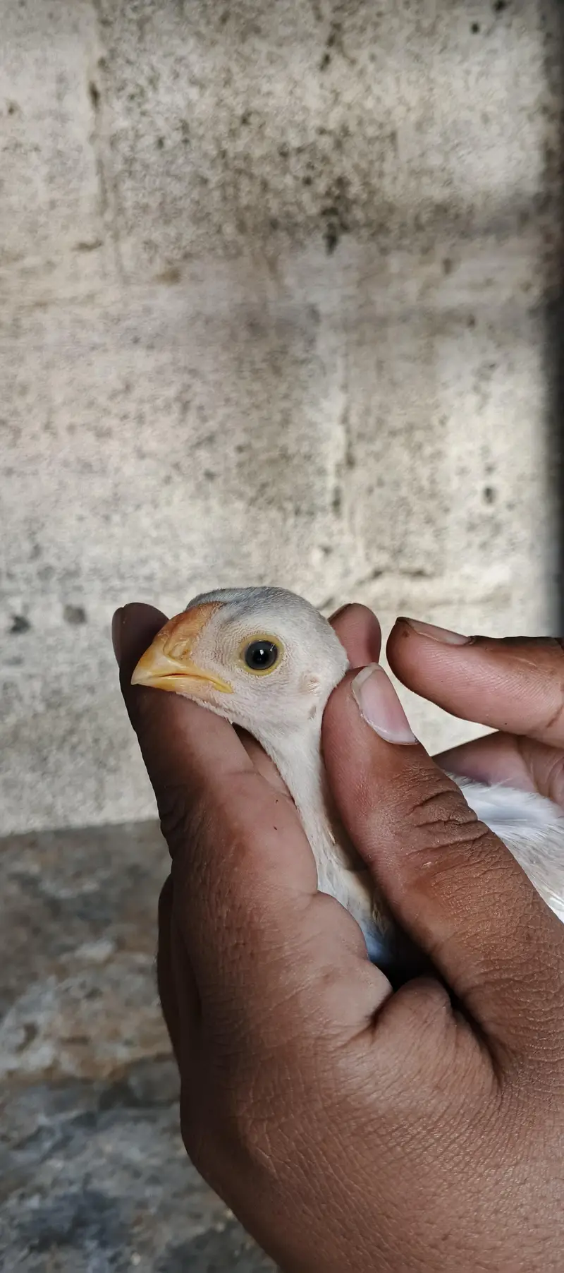 Indian paper white parrot beak chicks long tail white eyes parrot beak — photo 4