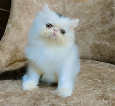 From CFA registered parents kittens available