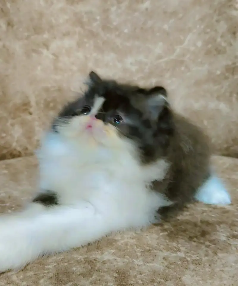From CFA registered parents kittens available — photo 2