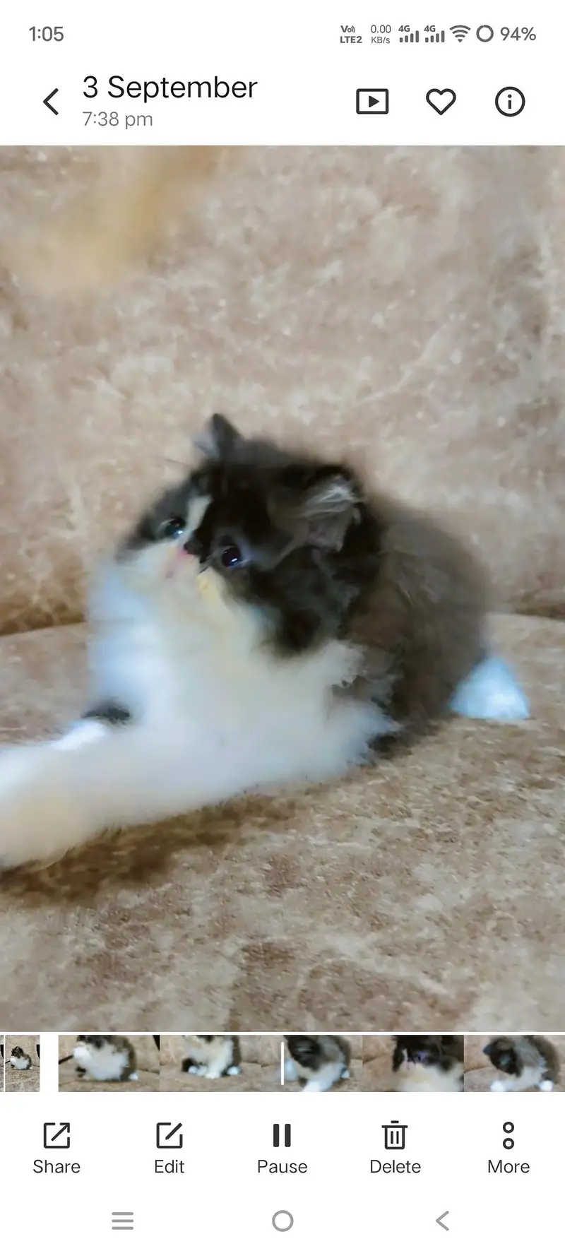 From CFA registered parents kittens available — photo 3
