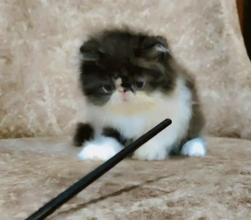 From CFA registered parents kittens available — photo 4