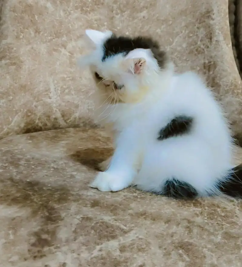 From CFA registered parents kittens available — photo 5