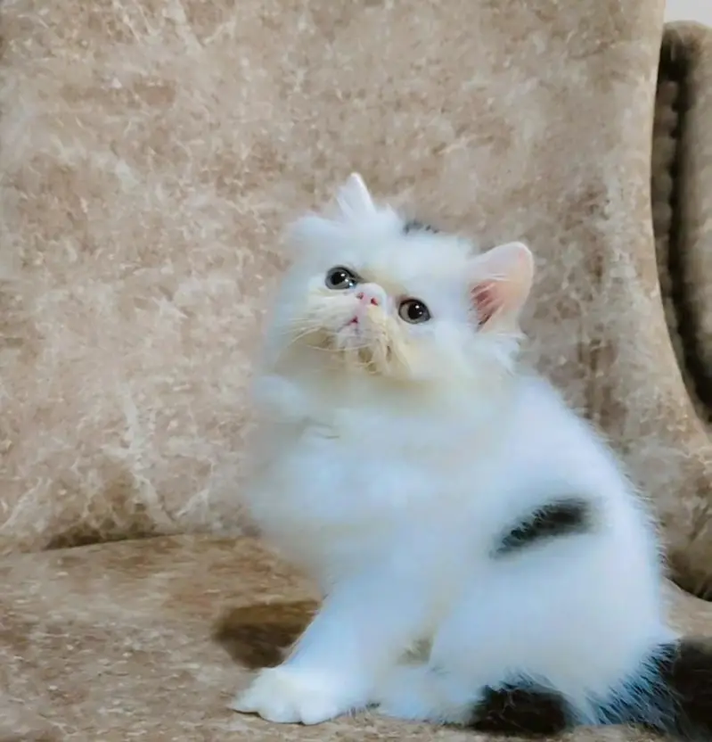 From CFA registered parents kittens available — photo 6