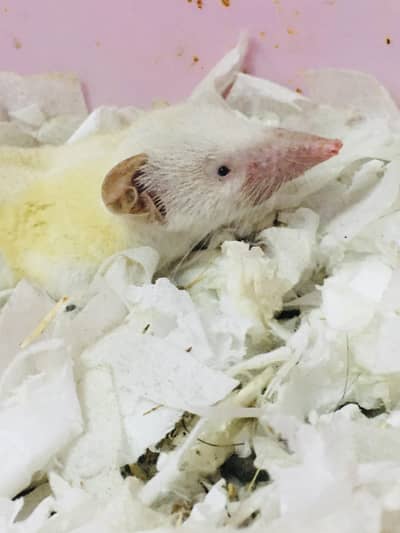 Rare Albino Shrew