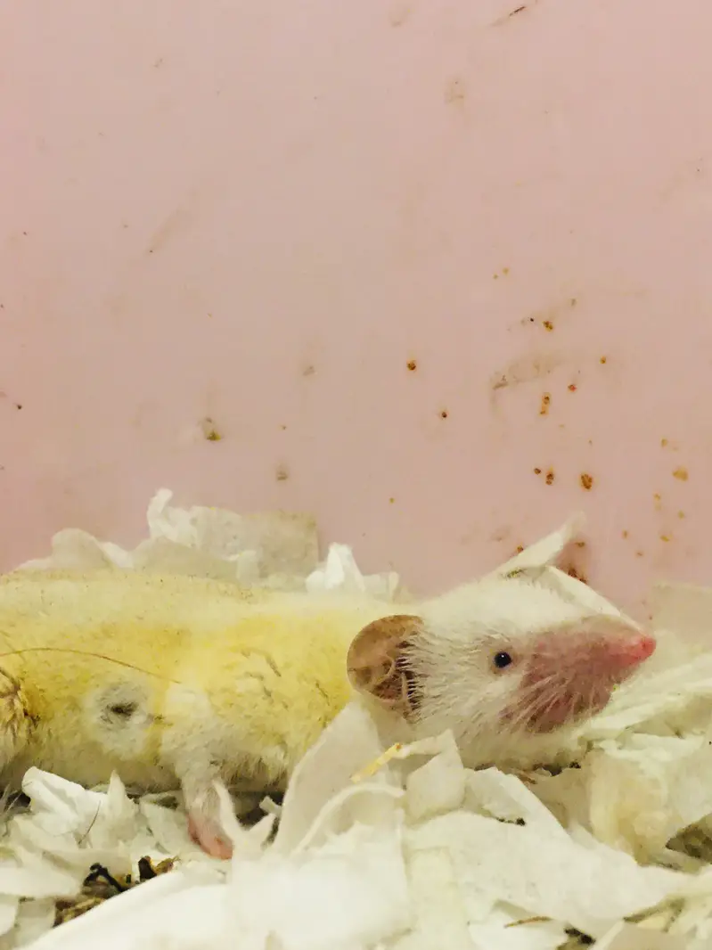Rare Albino Shrew — photo 2