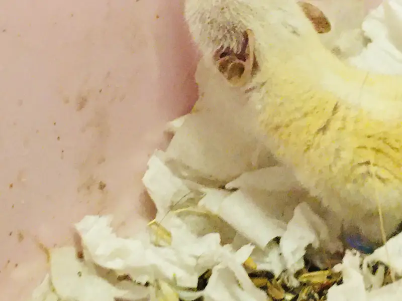Rare Albino Shrew — photo 3
