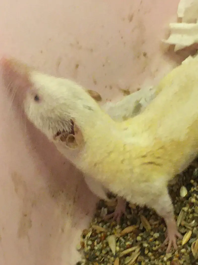 Rare Albino Shrew — photo 4