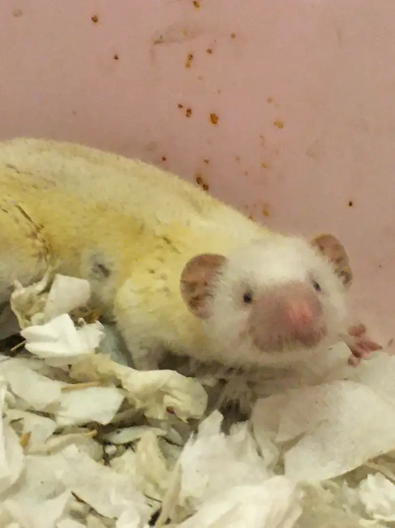 Rare Albino Shrew — photo 5