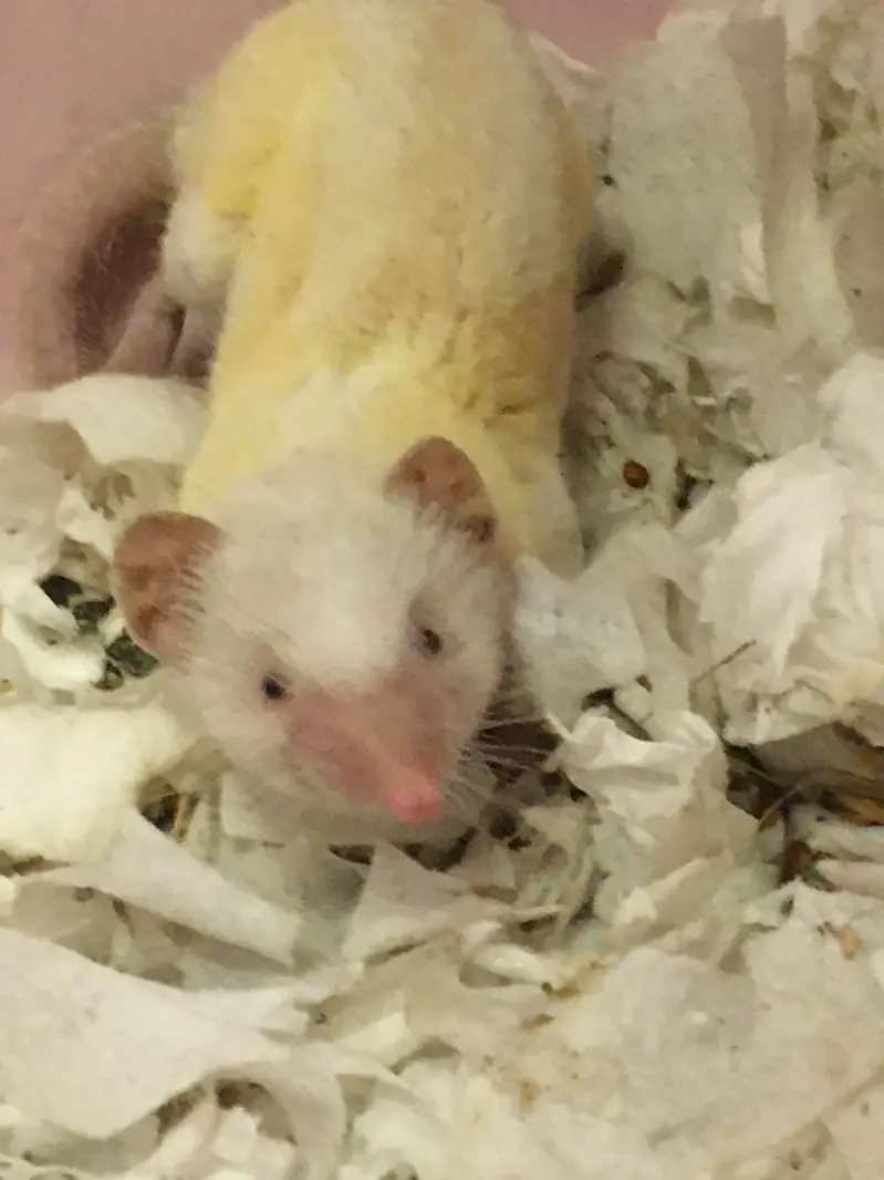 Rare Albino Shrew — photo 6
