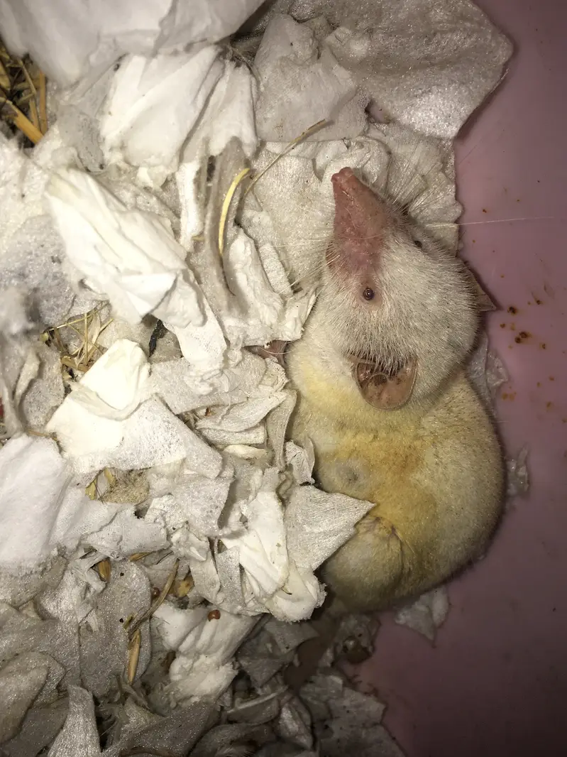 Rare Albino Shrew — photo 8