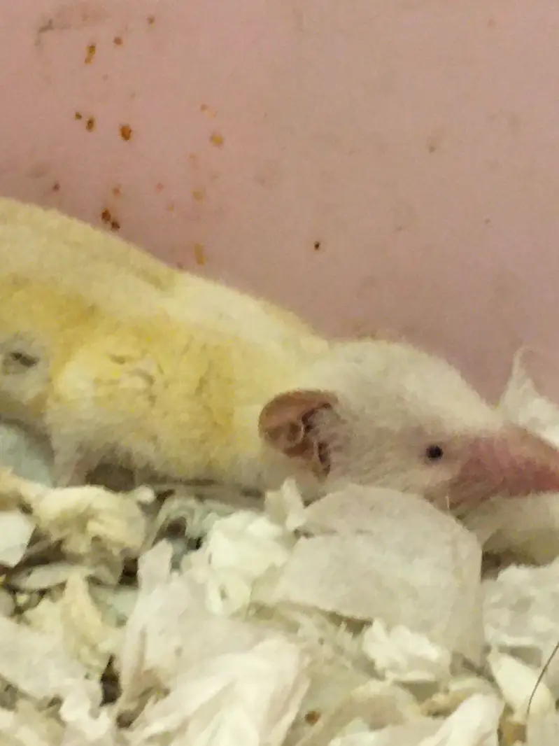 Rare Albino Shrew — photo 9